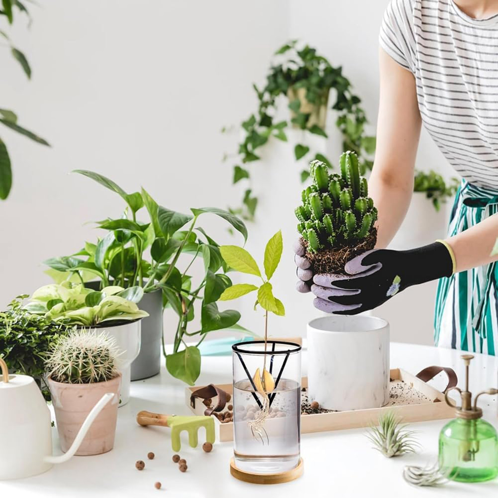 1Set Avocado Tree Growing Kits - Crystal Growing Kit ulasan dan harga