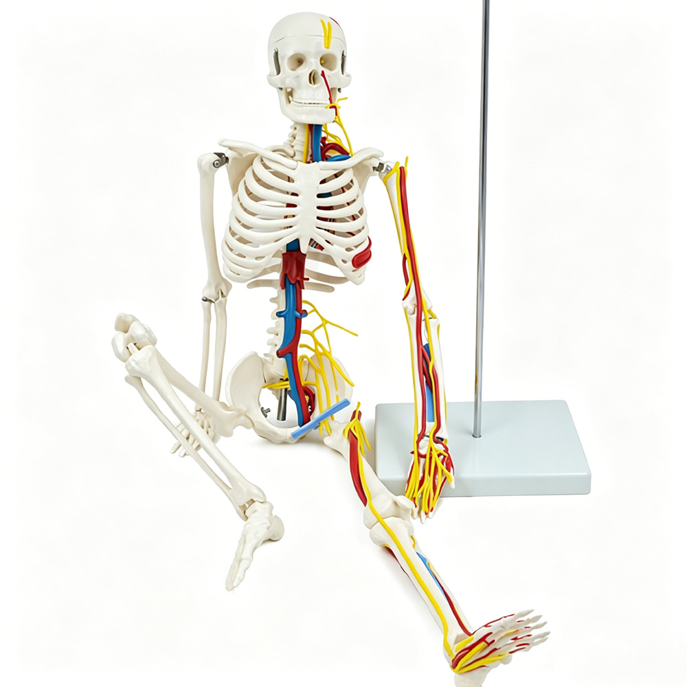 85cm Educational Human Skeleto - Science Exhibition Models ulasan dan harga