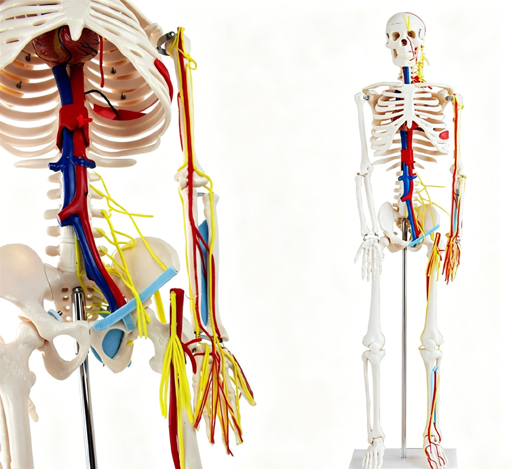 85cm Educational Human Skeleto - Science Exhibition Models ulasan dan harga