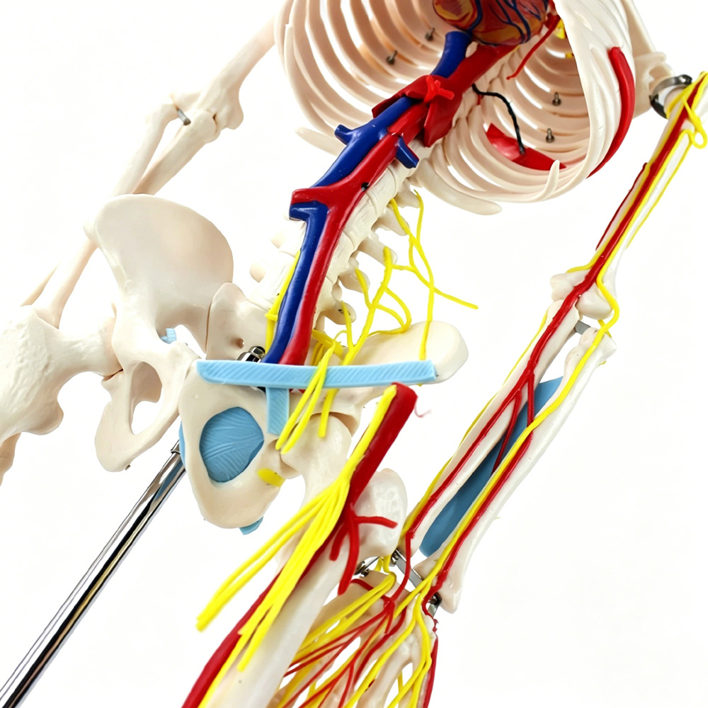 85cm Educational Human Skeleto - Science Exhibition Models ulasan dan harga