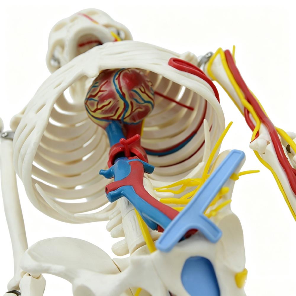 85cm Educational Human Skeleto - Science Exhibition Models ulasan dan harga