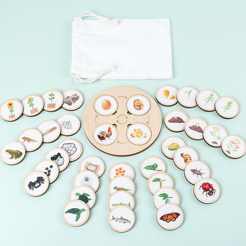 Life Cycle Board Montessori Ki - Science Nature ulasan dan harga