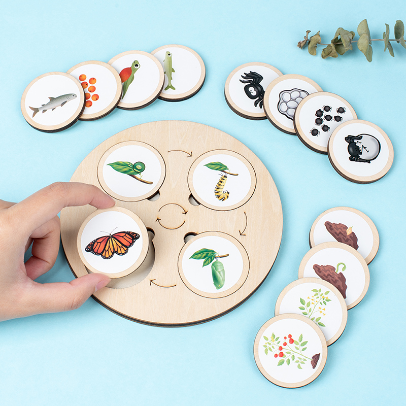 Life Cycle Board Montessori Ki - Science Nature ulasan dan harga