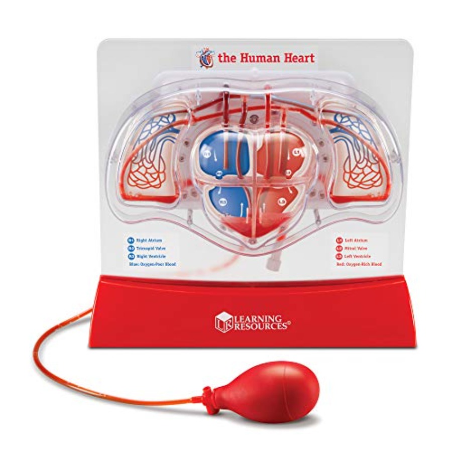 Science classroom STEM anatomy - Science Nature ulasan dan harga