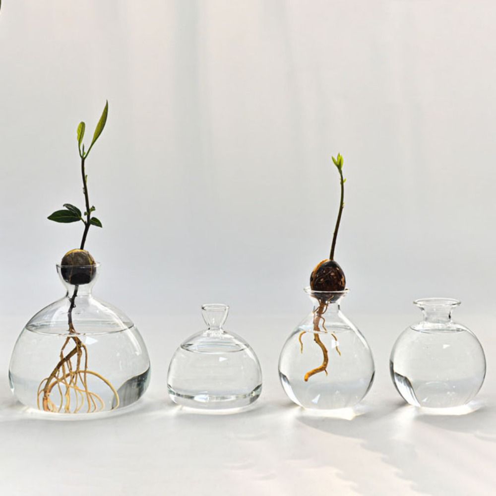 Transparent Avocado Hydroponic - Crystal Growing Kit ulasan dan harga