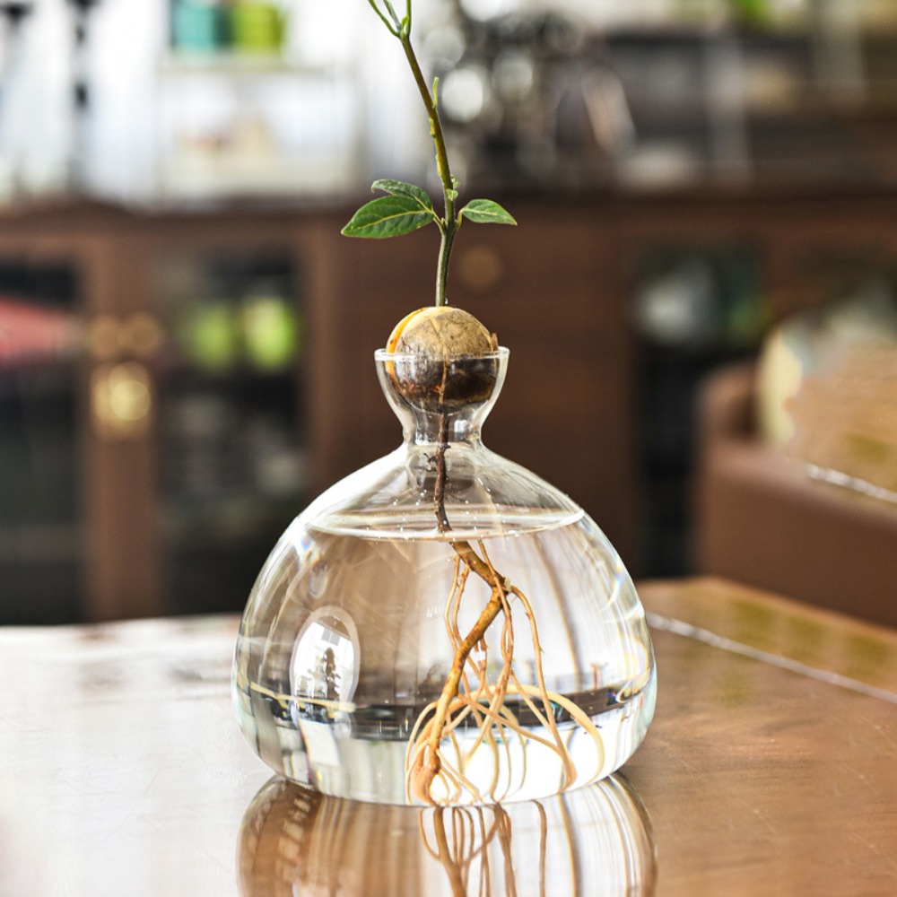 Transparent Avocado Hydroponic - Crystal Growing Kit ulasan dan harga