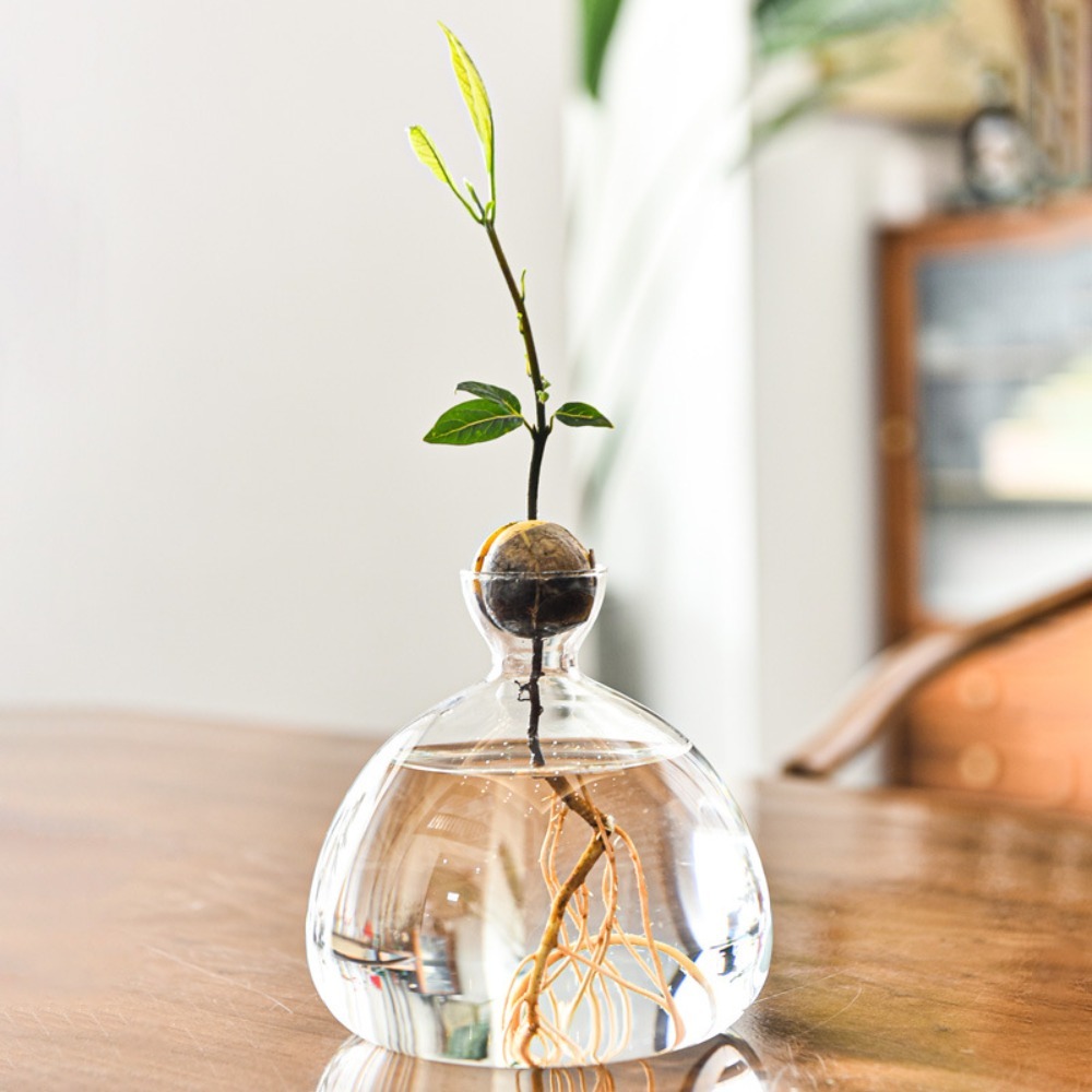 Transparent Avocado Hydroponic - Crystal Growing Kit ulasan dan harga